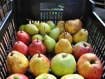 Ohlédnutí za podzimní slavností v komunitní zahradě. obr. 288