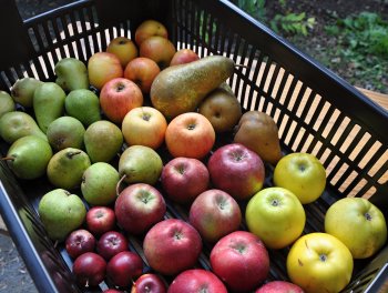 Ohlédnutí za podzimní slavností v komunitní zahradě. obr. 289