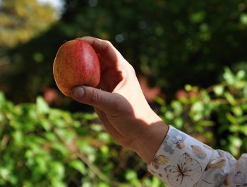 Ohlédnutí za podzimní slavností v komunitní zahradě. obr. 294